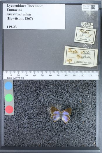 Media type: image;   Entomology 69601